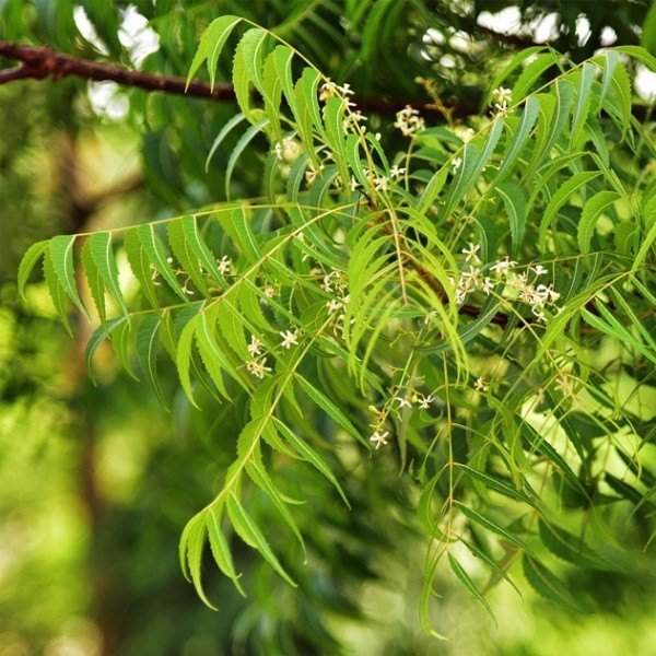 neem-tree_image_krayog