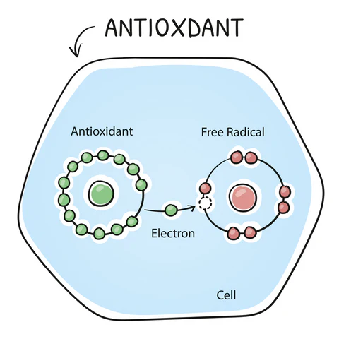 image_antioxidant